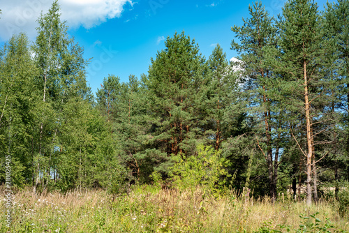 sergiev_posad.  August forest in the Moscow region _2018 photo