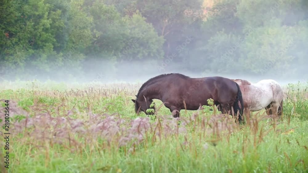 Two beautiful horses walking on the grass against the forest and fog Two beautiful horses walking on the grass against the forest and fog