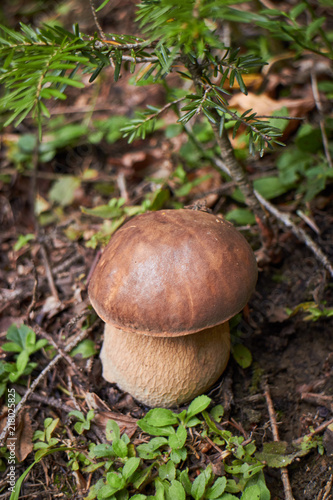 Porcini. Edible wild mushrooms. The power of intention. Energy of nature.