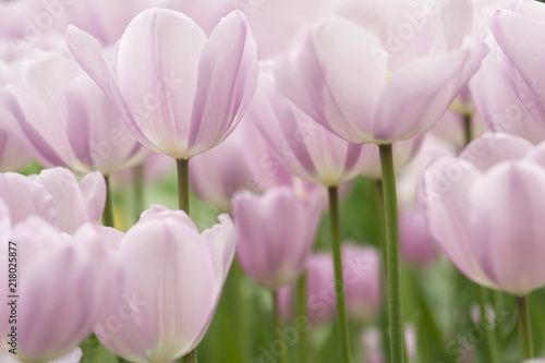 Tulip flowers close-up