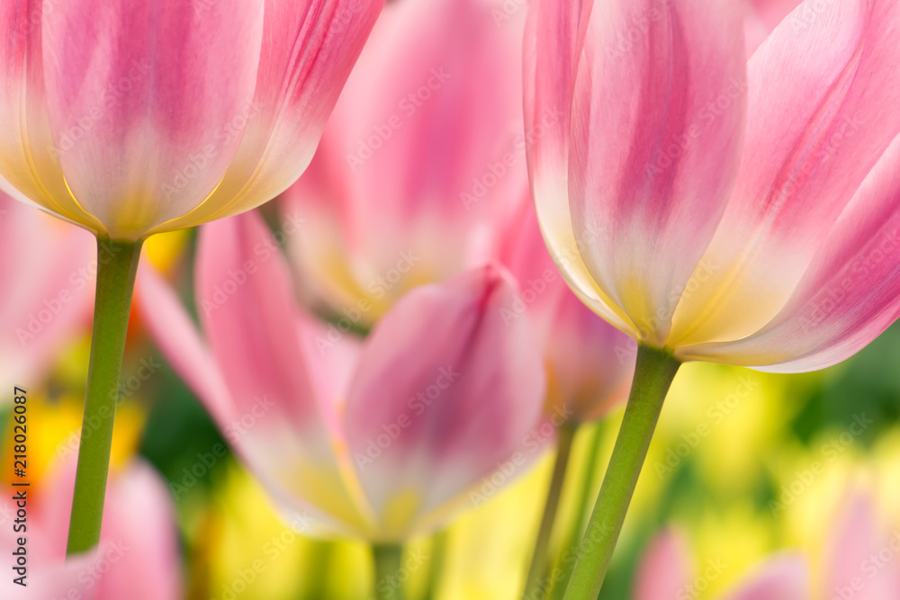 Fototapeta premium Tulip flower close-up
