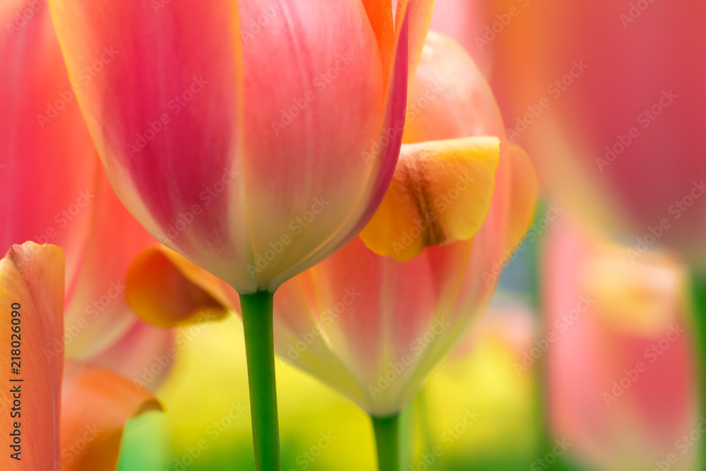 Tulip flower close-up Tulip flower close-up