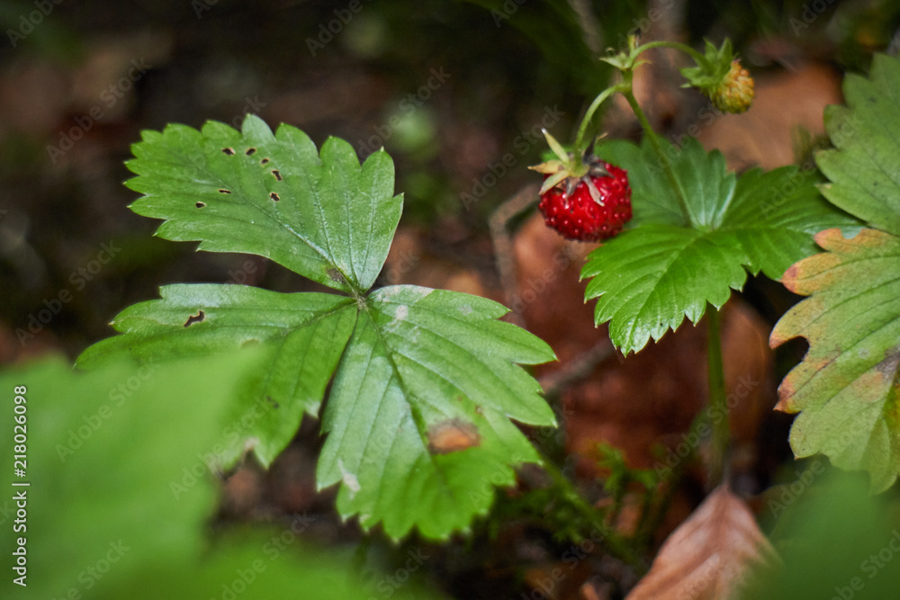 Strawberries, cranberries. Berries. Berries in a mountain forest. Organic products. Strawberries, cranberries. Berries. Berries in a mountain forest. Organic products.