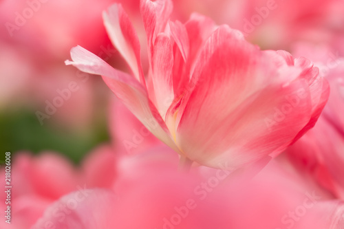Tulip flower close-up
