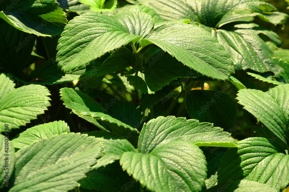 strawberry, green, leaf, plant, nature, leaves, herb, nettle, mint, fresh, tree, foliage, garden, food, macro, spring, close-up, flora, raspberry, isolated, medicine, forest, bush, herbal, summer strawberry, green, leaf, plant, nature, leaves, herb, nettle, mint, fresh, tree, foliage, garden, food, macro, spring, close-up, flora, raspberry, isolated, medicine, forest, bush, herbal, summer