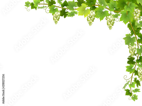 Hanging bunches of ripe white grapes with branches and leaves.