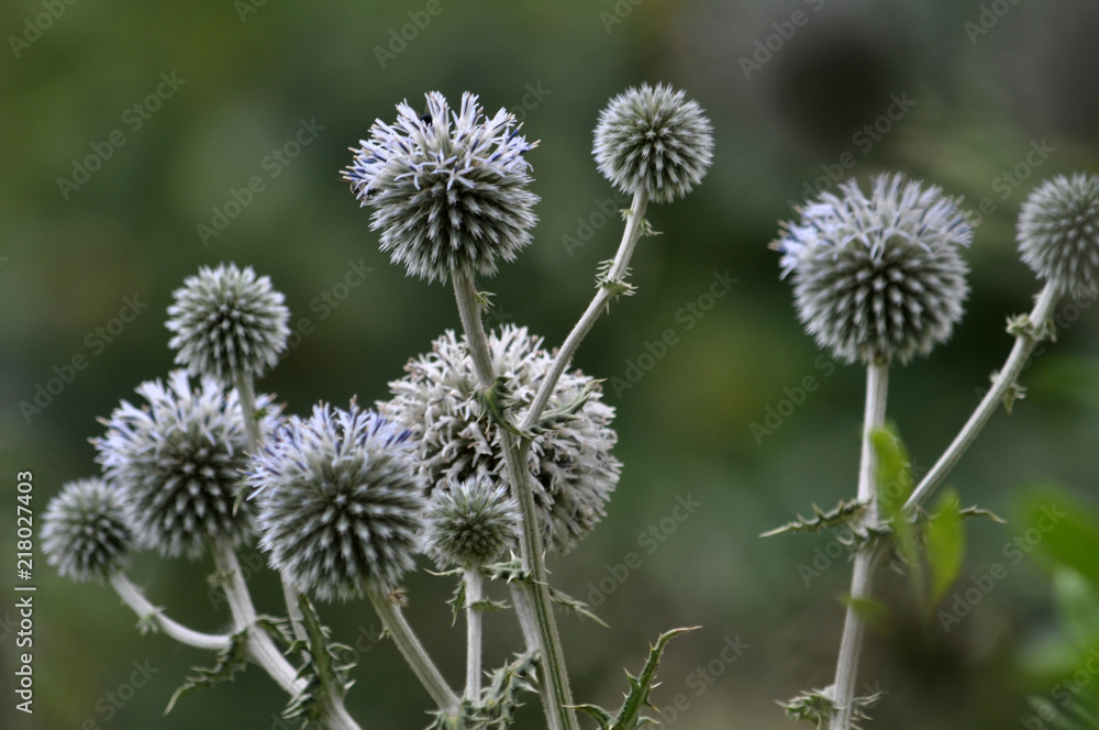 Blossom of heads Echinops ritro Blossom of heads Echinops ritro