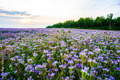 Phacelia field at sunset