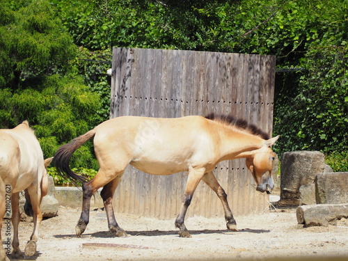 モウコノウマ photo