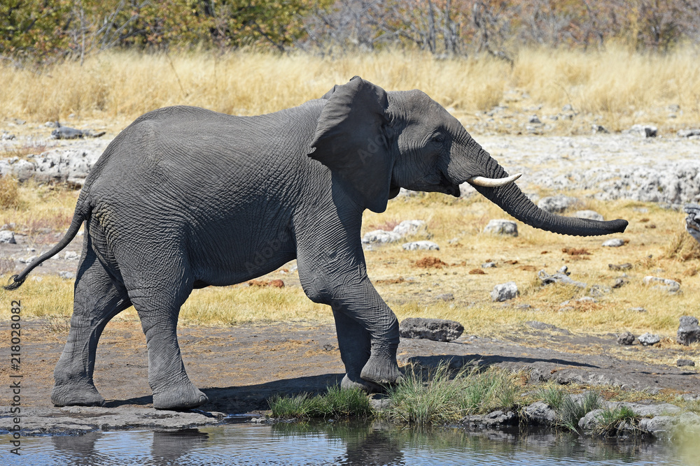 Afrikanischer Elefant (loxodonta africana) am Wasserloch im Etosha Nationalpark
