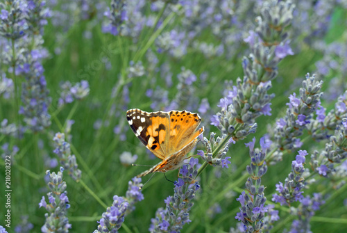 Butterflies of Provence , France