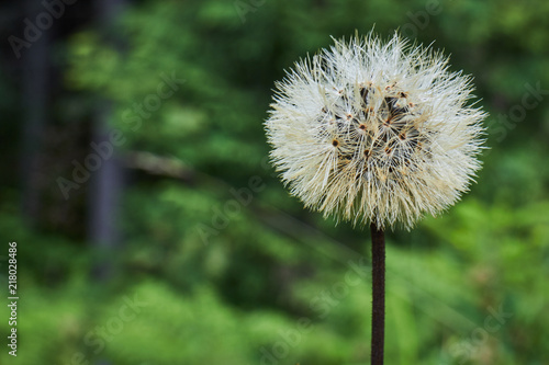 Mountain flower. Wildflowers. A unique flower. Flowers in the mountains of the Carpathians.