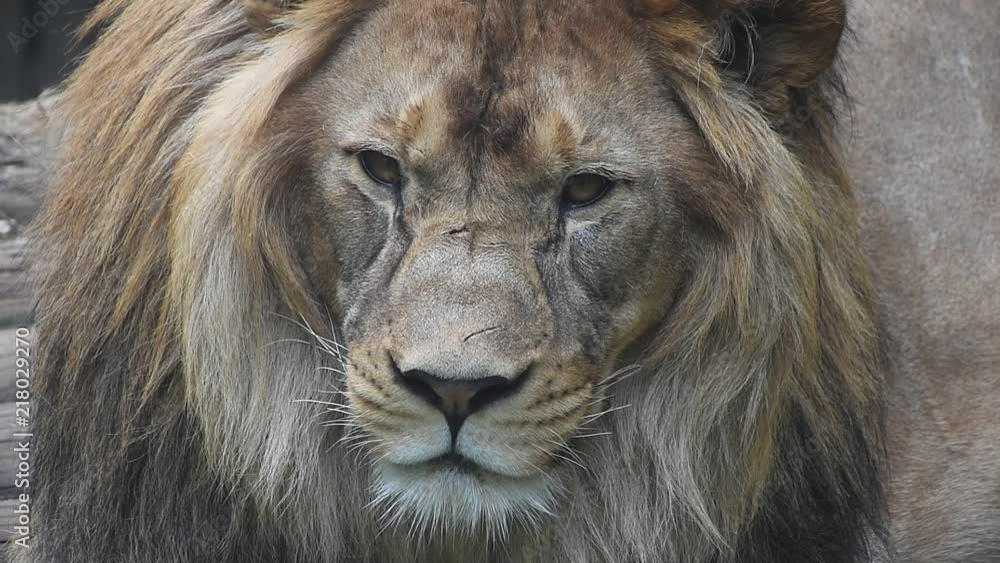 Extreme close up portrait of male lion Extreme close up portrait of male lion