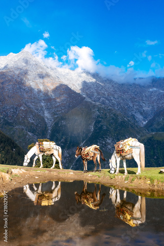 Horse and Dunkey in Himalaya photo