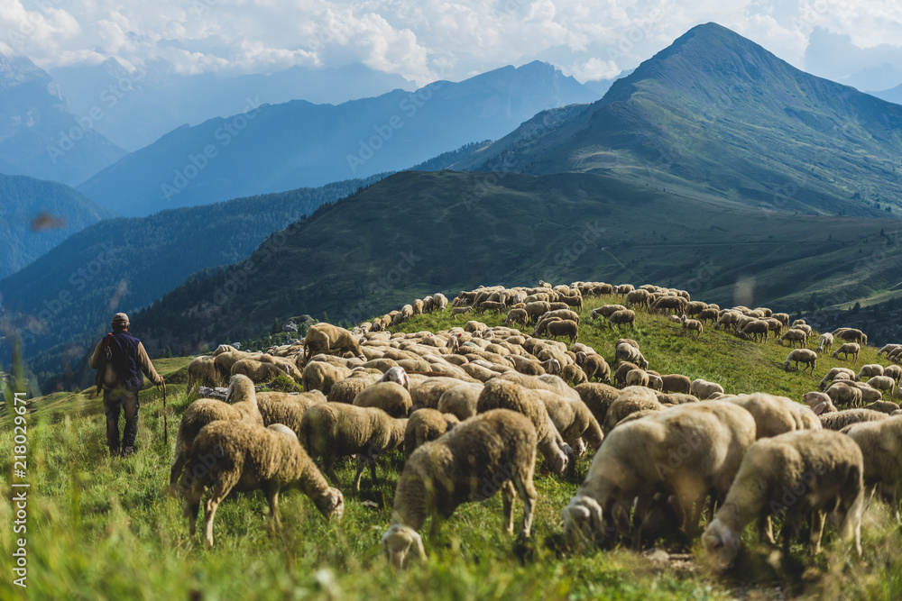 Fototapeta Sheep herd on a green pasture in Dolomiti mountains
