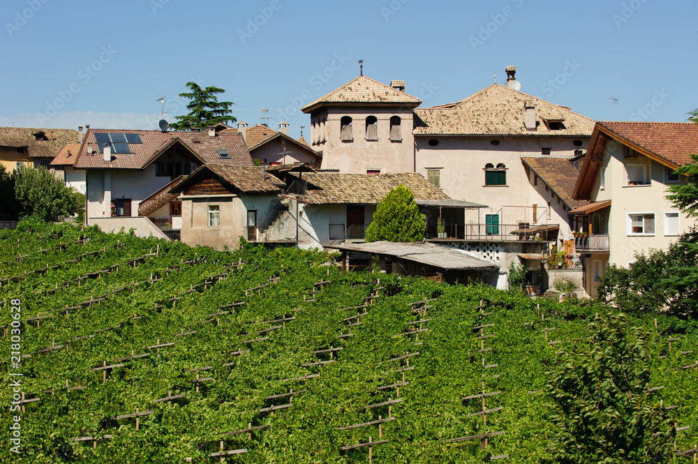 Weinberge bei Tramin in Südtirol
