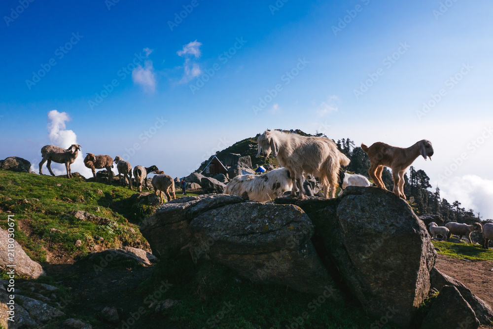Wild goats in himalaya, india