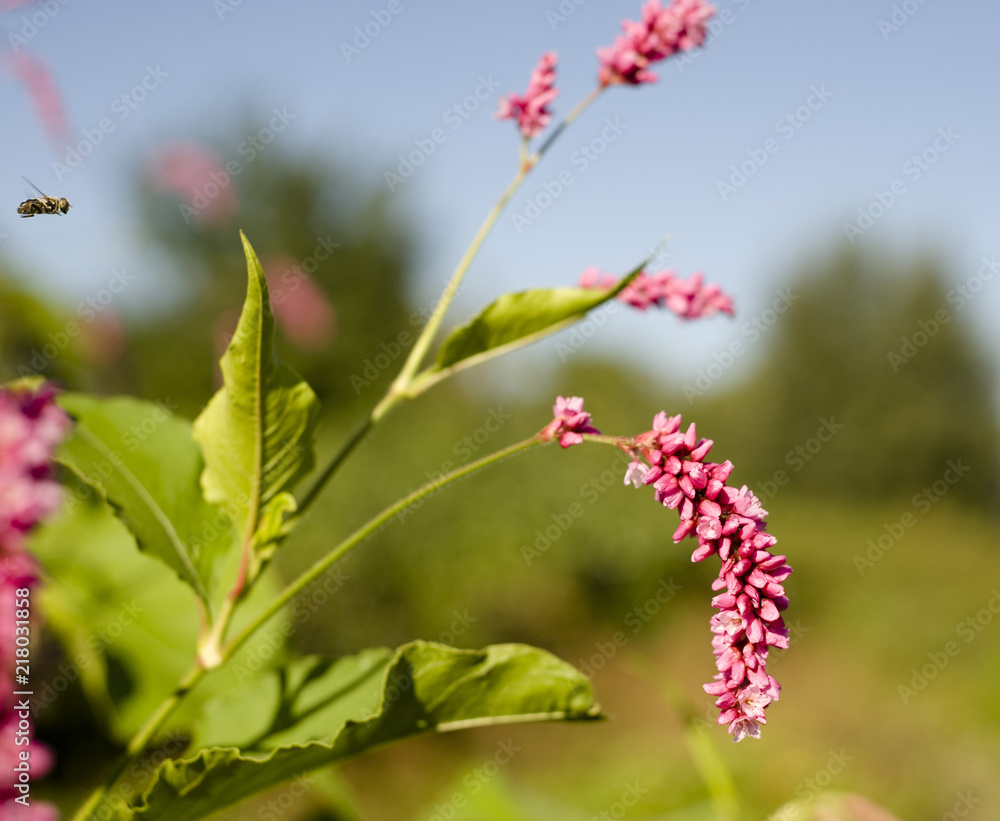 Pink flowers. The honey-plants. The flight of a bee. Pink flowers. The honey-plants. The flight of a bee.
