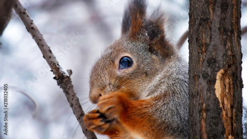 Gray squirrel in winter