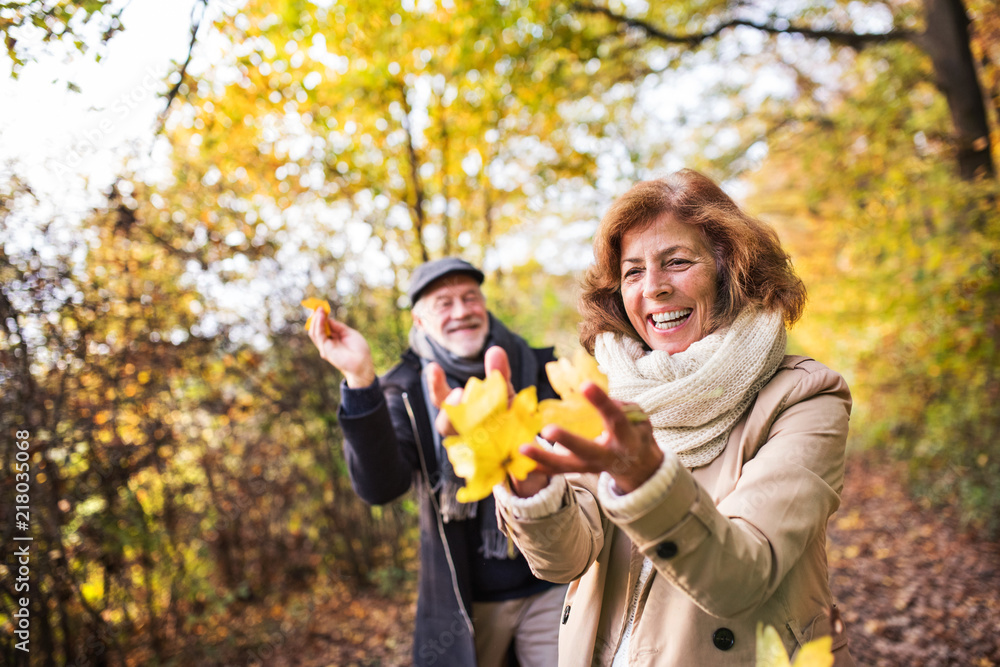 Senior couple on a walk in a forest in an autumn nature, holding leaves. - obrazy, fototapety, plakaty 