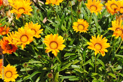 yellow flowers © Emre