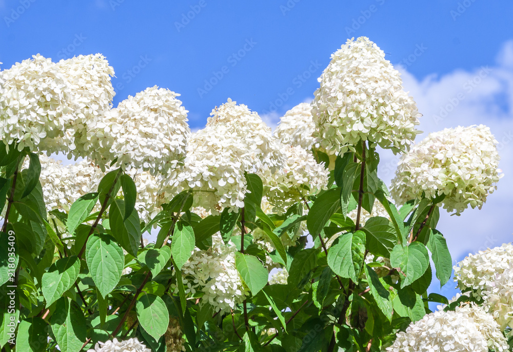 hydrangeaceae hydrangea paniculata siebel grade polar bear, high bushes with cone-shaped large clusters of small white flowers against the blue sky and clouds, sunlight illuminates the plant, hydrangeaceae hydrangea paniculata siebel grade polar bear, high bushes with cone-shaped large clusters of small white flowers against the blue sky and clouds, sunlight illuminates the plant,
