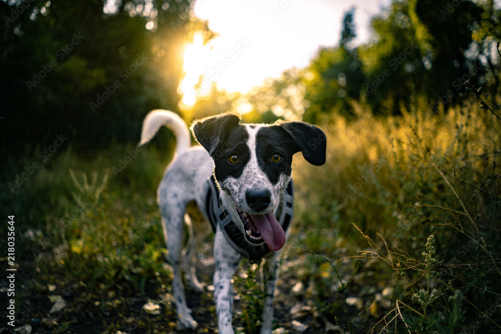 Hund auf Wiese bei Sonnenuntergang ohne Leine mit Zunge Portrait frontal