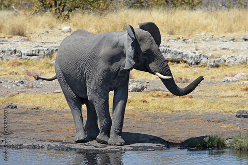 Afrikanischer Elefant (loxodonta africana) am Wasserloch im Etosha Nationalpark