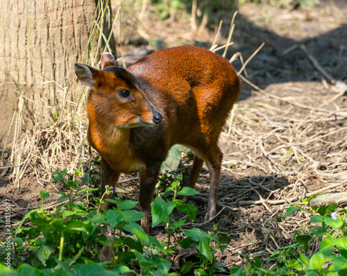 Female reevess Muntjac or Chinese barking deer photo