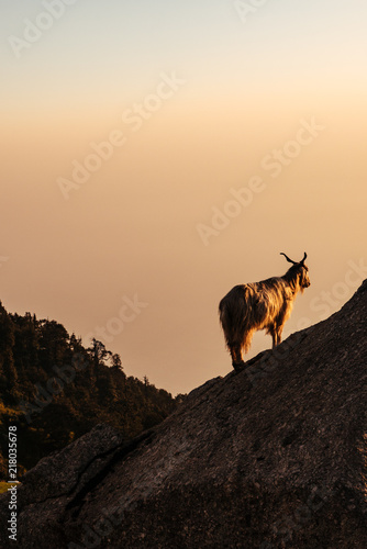 Canvas Print Goats at the top of mountain