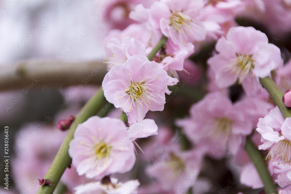 Fototapeta premium 昇竜しだれ梅園／静岡県浜松市