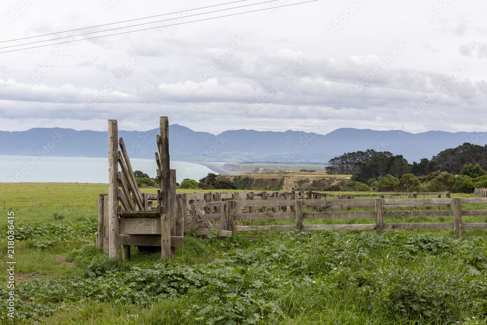 Cattle loading chute in a rural area of New Zealand