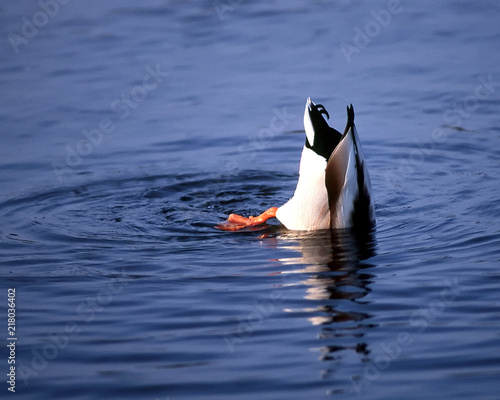 Mallard diving
