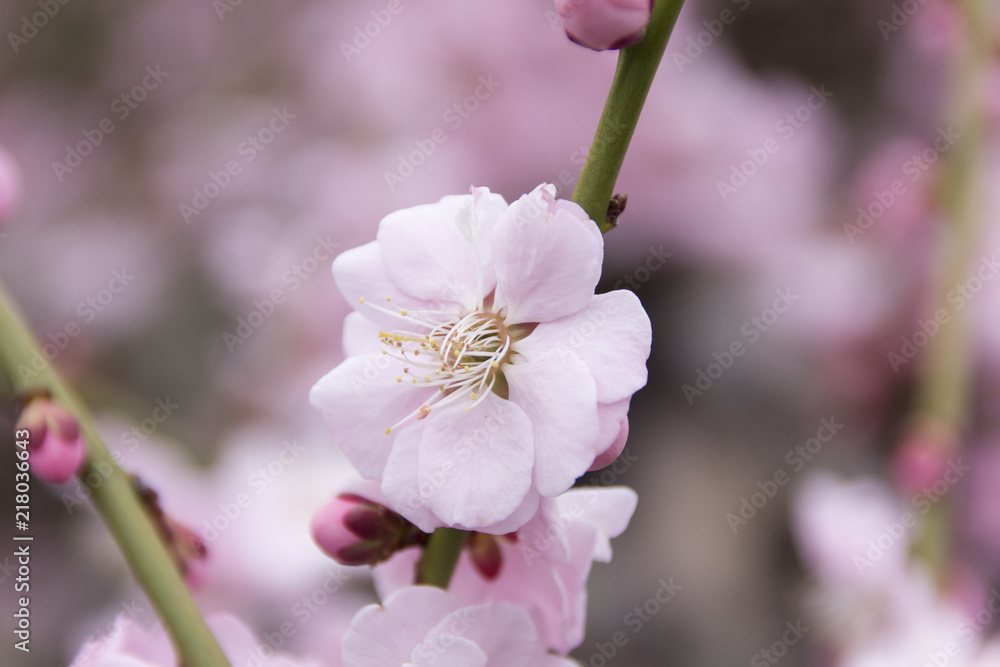 Fototapeta premium 昇竜しだれ梅園／静岡県浜松市