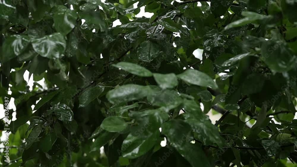 apple trees with green apples on a branch in the rainy day, droplets drip on a leaves. slow motion apple trees with green apples on a branch in the rainy day, droplets drip on a leaves. slow motion