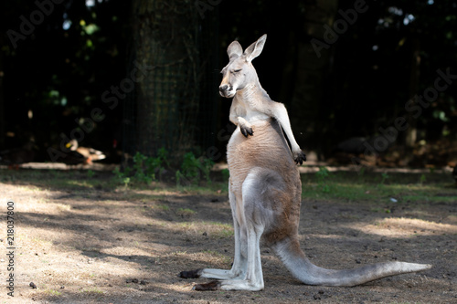 Red Kangaroo Female