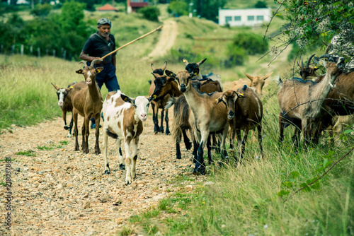 Fototapeta Naklejka Na Ścianę i Meble -  shepherd and his flock
