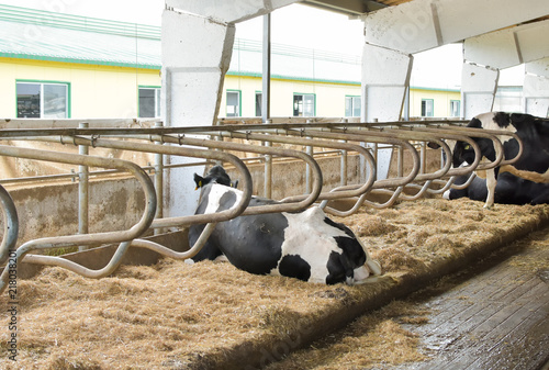 Black and white cow lie in full stable with a lot of other cows in the background