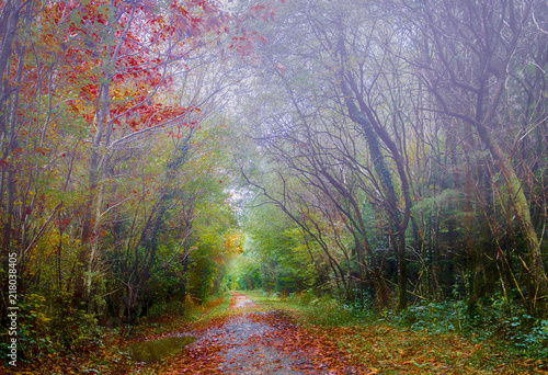 Autumn Mist in Slebech Wood in Pembrokeshire.