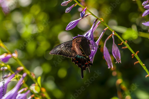 papilio maackii  photo