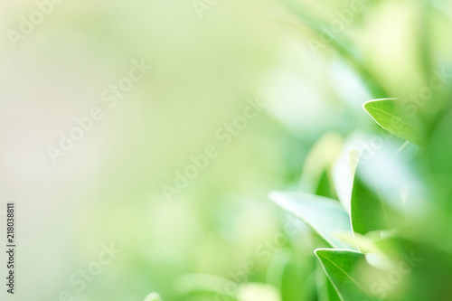 The background image is blurry green leaves feeling refreshed. And have a good environment. Make a background with copy space using as natural green plants , ecology concept