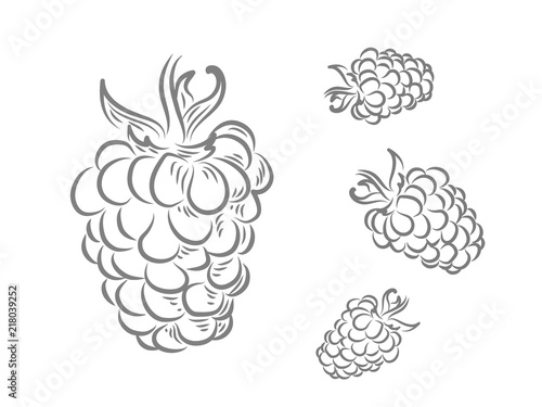 Vector monochrome illustration of raspberry logo. Contour brushes.