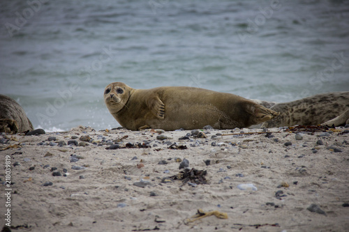 Harbor seal lying on the beach. Düne, Helgoland, Germany.