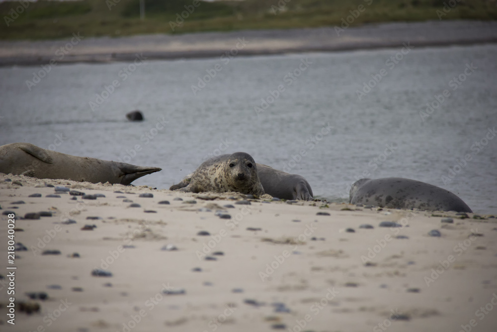 Fototapeta premium Harbor seal lying on the beach. Düne, Helgoland, Germany.