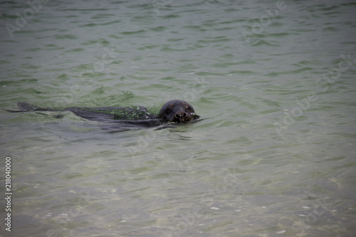 Great seal swimming in the sea. Düne, Helgoland, Germany.