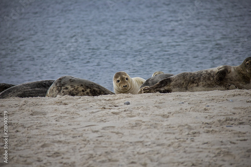 Curious harbor seal. Düne, Helgoland, Germany.