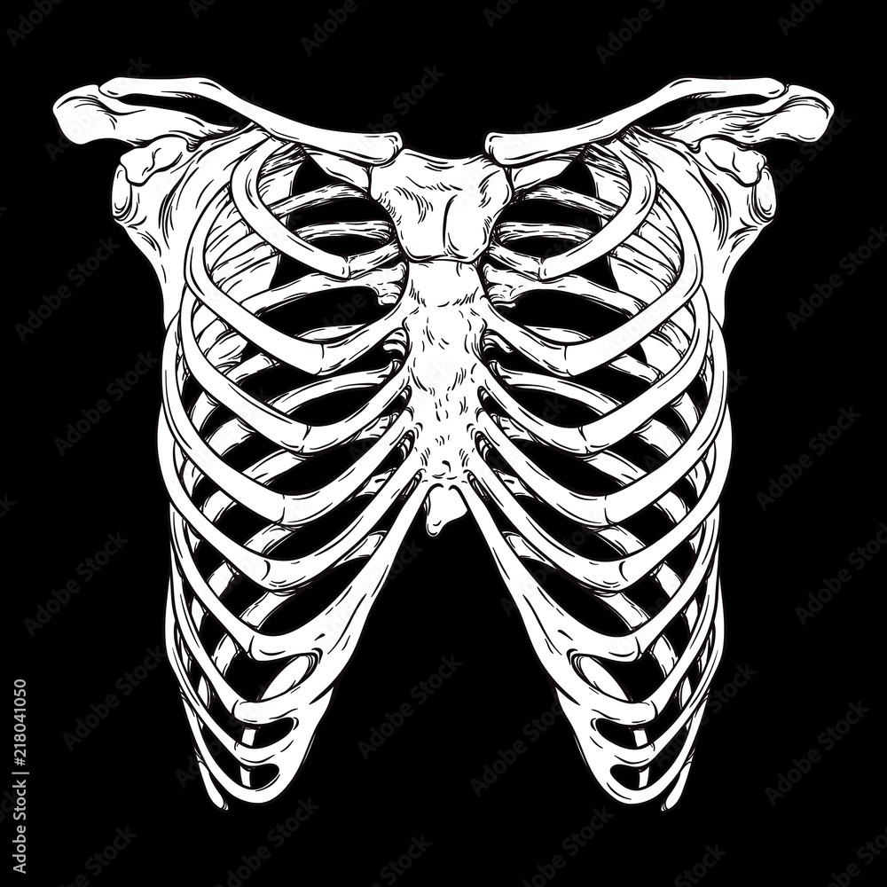 Fototapeta premium Human ribcage hand drawn line art anatomically correct. White over black background vector illustration. Print design for t-shirt or halloween costume.