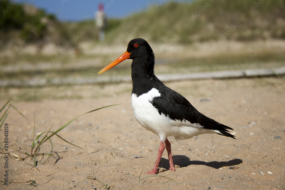 Eurasian Oystercatcher on the beach. Düne, Helgoland, Germany. Eurasian Oystercatcher on the beach. Düne, Helgoland, Germany.