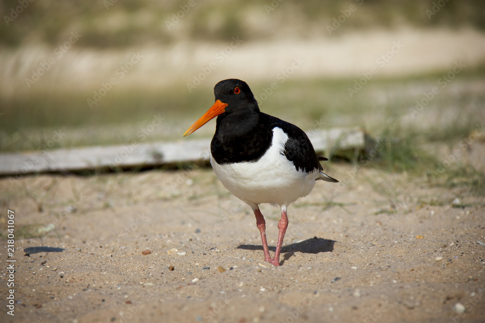 Fototapeta premium Eurasian Oystercatcher on the beach. Düne, Helgoland, Germany.