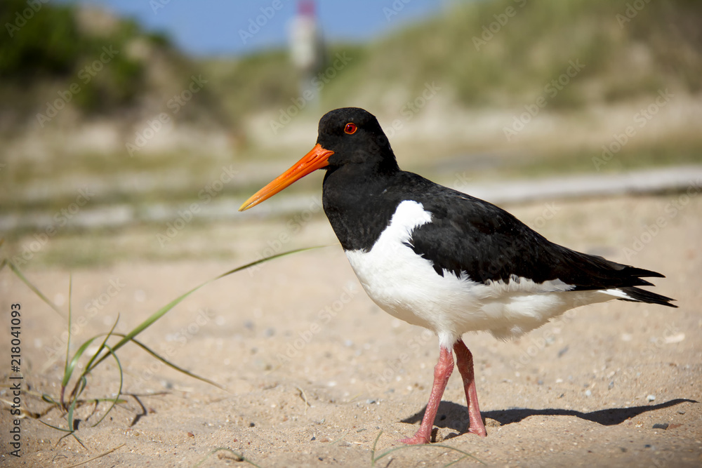 Eurasian Oystercatcher on the beach. Düne, Helgoland, Germany. Eurasian Oystercatcher on the beach. Düne, Helgoland, Germany.